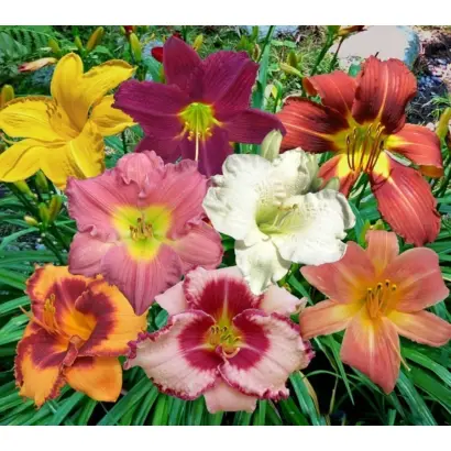 КРЫМСКИЙ БАРХАТ