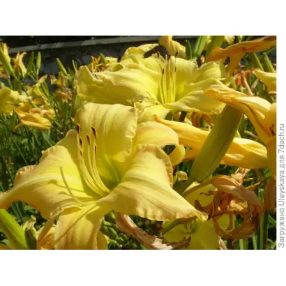 ЗВЁЗДНАЯ МЕЛОДИЯ