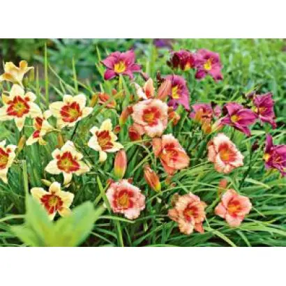 БУМАЖНАЯ ЛУНА