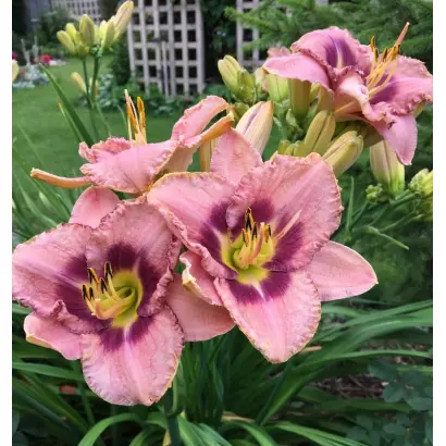 СИРЕНЕВАЯ ДЫМКА