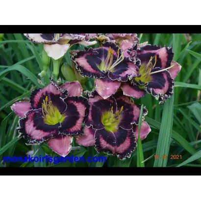 НЕЖНАЯ МЕЛОДИЯ