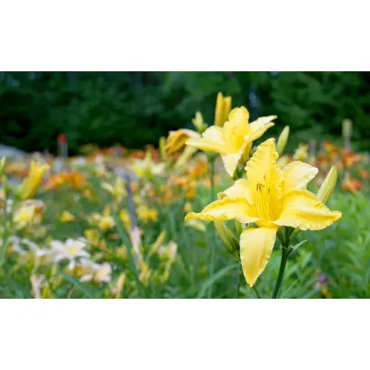 АЛЕКСАНДР КРАСОВСКИЙ