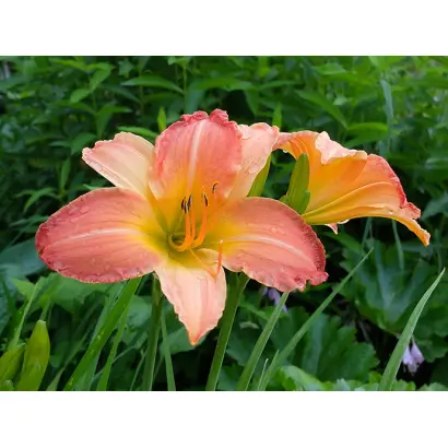 ЭБСТРАКТ АРТ