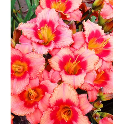 КАРАМЕЛЬКА