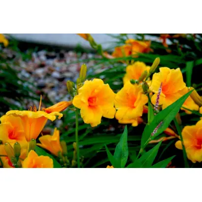 УЛЫБКА СОЛНЦА