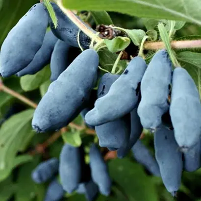 ГОЛУБОЕ ВЕРЕТЕНО