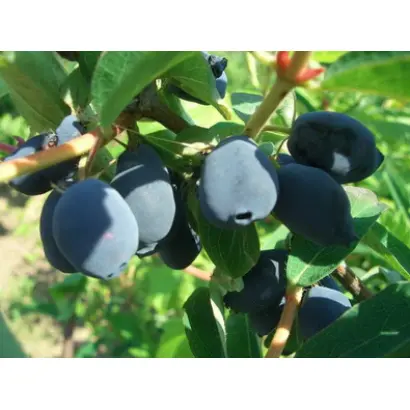 НИЖЕГОРОДСКАЯ РАННЯЯ