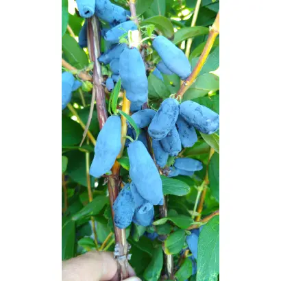 МАМОНТЕНОК