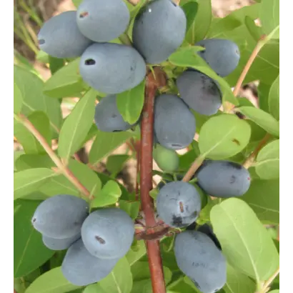 НИЖЕГОРОДСКИЙ ДЕСЕРТ