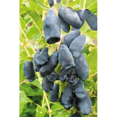 ПОДАРОК АГРОФАКУ