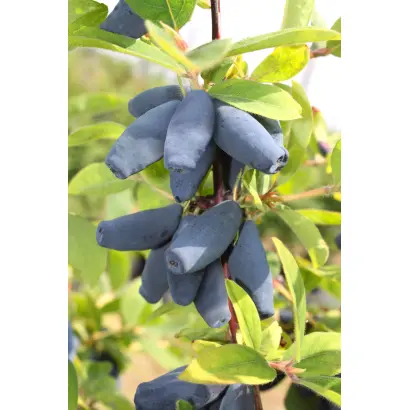 СИНИЙ ШАРИК