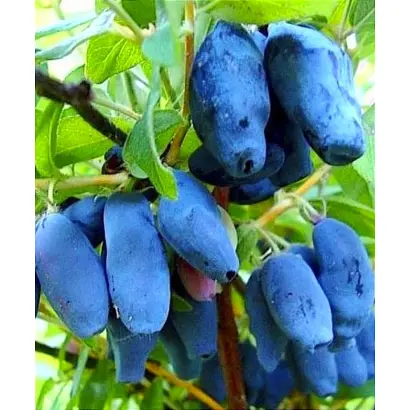 БАКЧАРСКАЯ