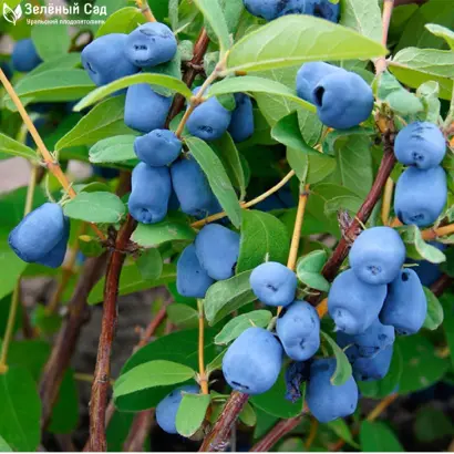 КАМЧАДАЛКА