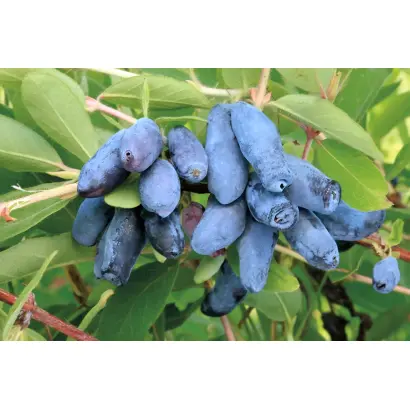 ПАВЛОВСКАЯ