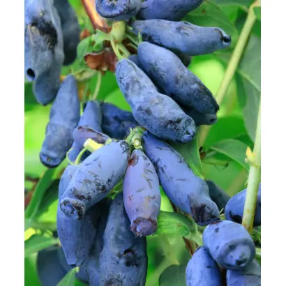 СТРЕЖЕВЧАНКА