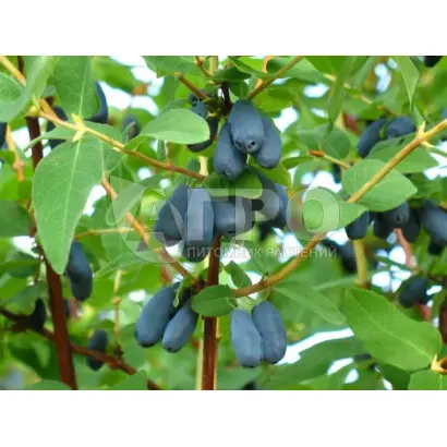 ВАСЮГАНСКАЯ