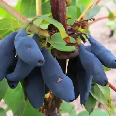 ИЗБРАННИЦА