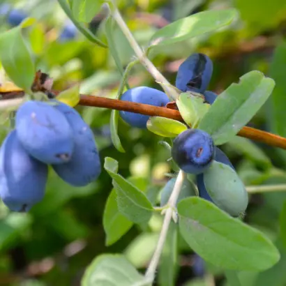 ПОЛЯНКА КОТОВА