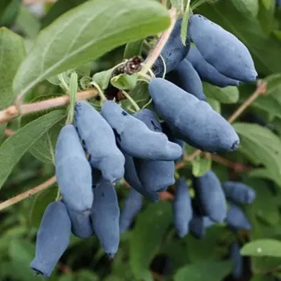 ДЛИННОПЛОДНАЯ