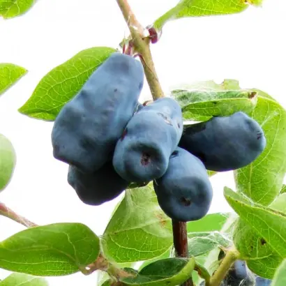 ТРОЕ ДРУЗЕЙ