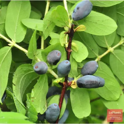 КРАСНОЯРОЧКА