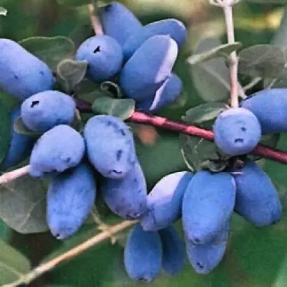 ОГНЕННЫЙ ОПАЛ