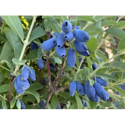 СИНЕГЛАЗКА