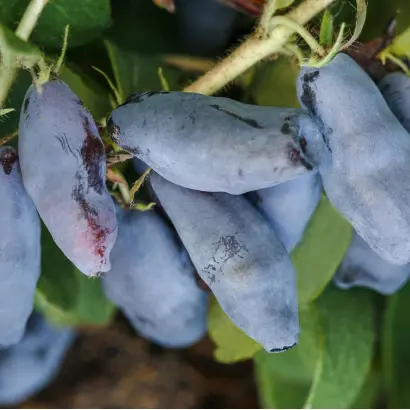 ПАРАБЕЛЬСКАЯ