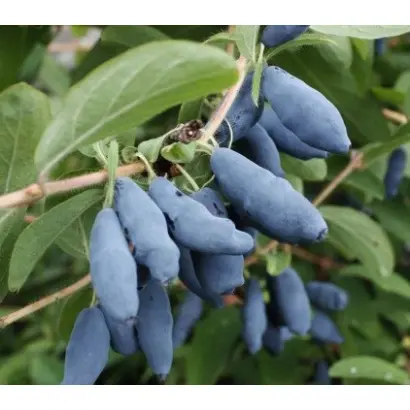 ПОДАРОК АМУРЧАНАМ