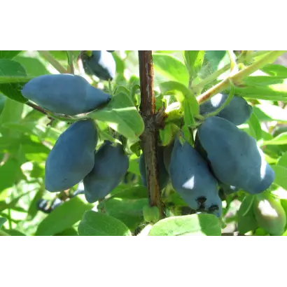 ПАМЯТИ КУМИНОВА