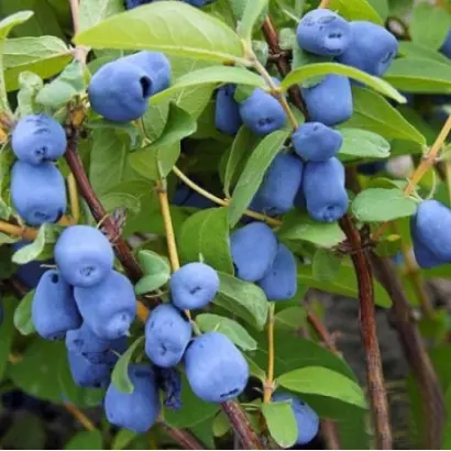 ВОЛШЕБНИЦА