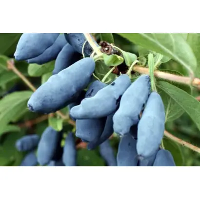 БАКЧАРСКАЯ ЮБИЛЕЙНАЯ