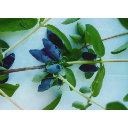 МИНУСИНСКАЯ ЮБИЛЕЙНАЯ