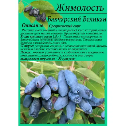 БАКЧАРСКИЙ ВЕЛИКАН