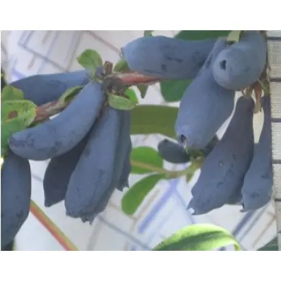 ПРОВИНЦИАЛКА