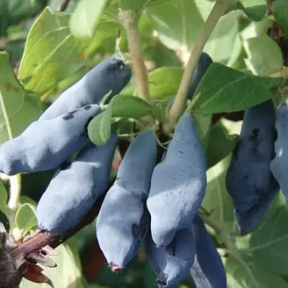 ГОРДОСТЬ БАКЧАРА