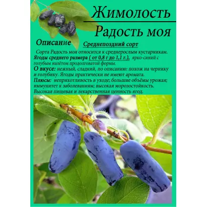 РАДОСТЬ МОЯ