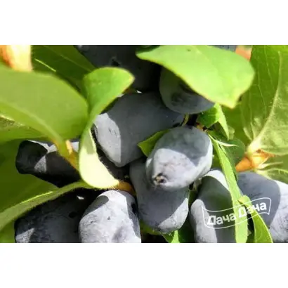 ГЖЕЛЬСКАЯ РАННЯЯ