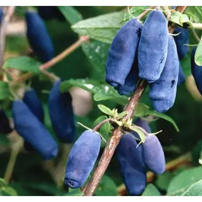 СКОРОПЛОДНАЯ