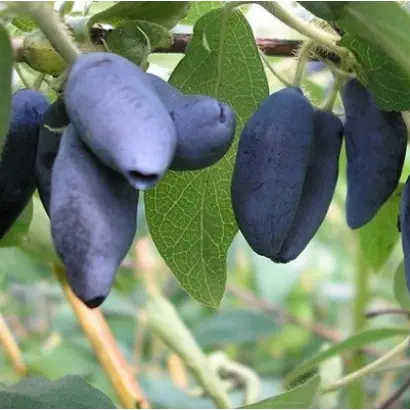 ПУШКИНСКАЯ