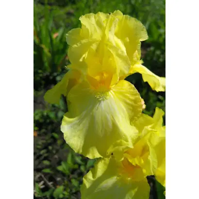 ЗОЛОТО КАНАДЫ