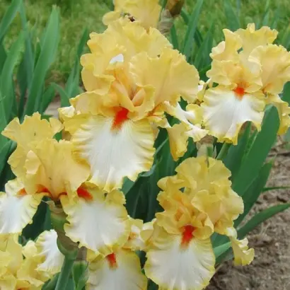 ОЛИМПИЙСКИЙ