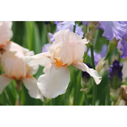 МАРИНА РАСКОВА