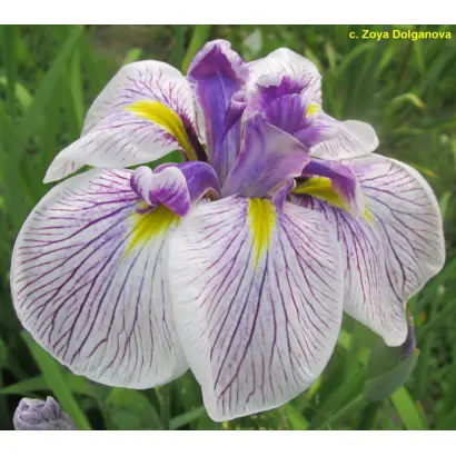 ВИВАТ ВЕРЕЩАГИНА