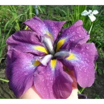 ВИВАТ ГАТЕНБЕРГЕР