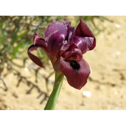 ГАЛИНА ЛЕВКО