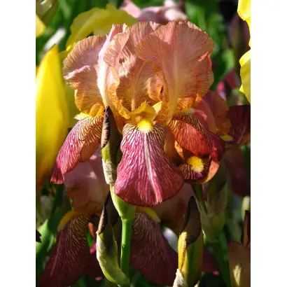 АНДРЕЙ КНЯЗЕВ