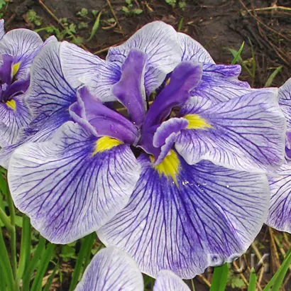 ЗИНАИДА ЛУЧНИК