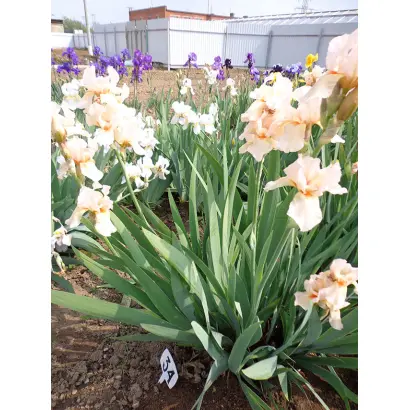 МАРШАЛ ПОКРЫШКИН