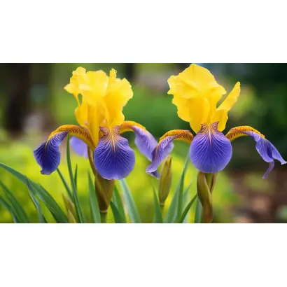 СОЛНЕЧНЫЙ ЛУЧИК